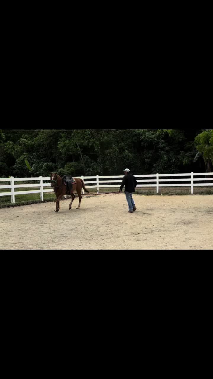 Horse training in the Kuumba arena